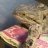 SarahDeanReptileQueen
