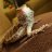 BindieTheBeardie