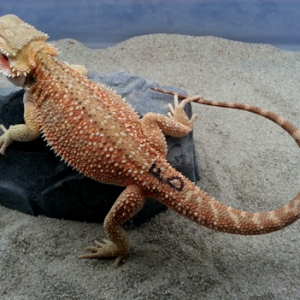 Bearded Dragon Photos