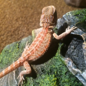 Beardie