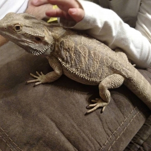 Trey & Alysia's Beardies