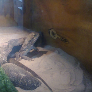 Larry the lazy lounge lizzard