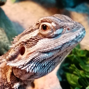 Morrie the bearded dragon