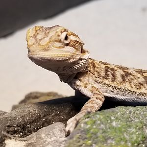 Baby Beard