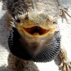 Bearded dragon photo