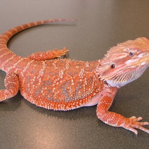 Bearded dragon photo