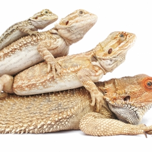 Bearded dragon photo