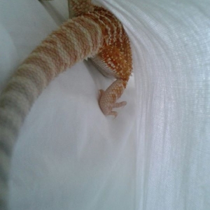 Playing hide and seek in the pillowcase...