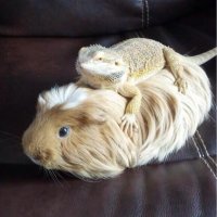 Guinea Piggy Back Ride!