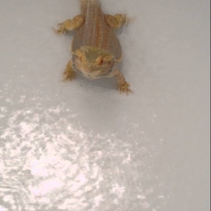 Bearded Dragon loves shower! - YouTube