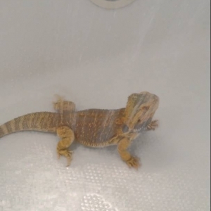 Bearded Dragon taking a shower - YouTube