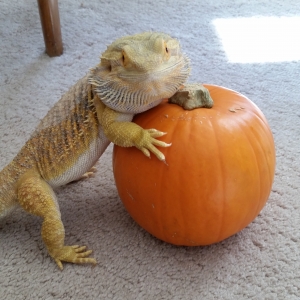 Dexter stealing get the pumpkin