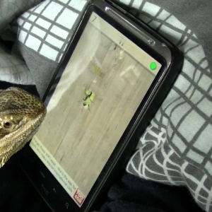 Bearded Dragon playing Ant Crusher