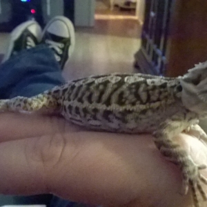 Nova's gotten so fat!