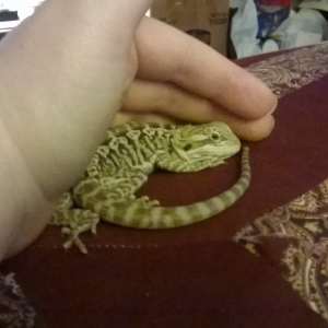 Curled up in momma's hand