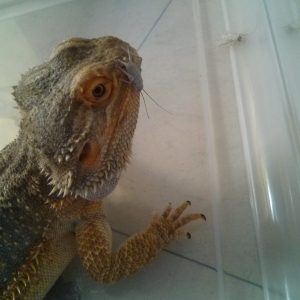 not keen on crickets