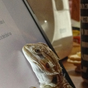 Goonie loves my Chromebook