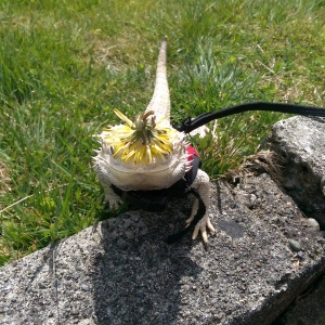 Dandelion Hat