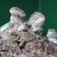 beardie pile