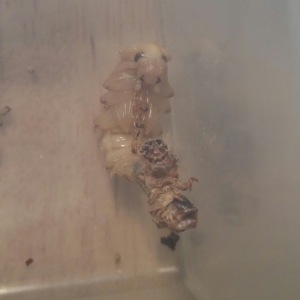 super worm pupae