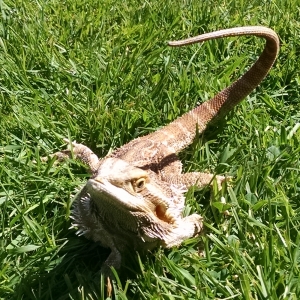 Sunbathing