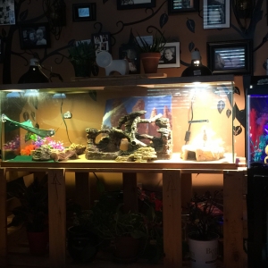 40 gal enclosure