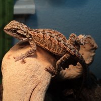 My favorite beardie!