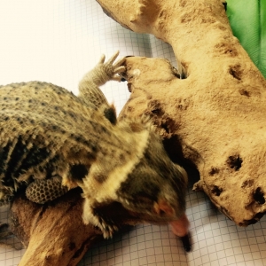 Beardie attacking a superworm