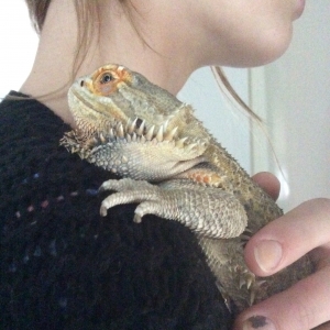 Beardie enjoying the view