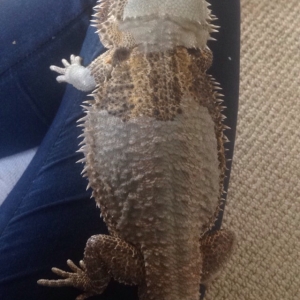 Beardie getting ready to shed