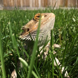 Sunbathing