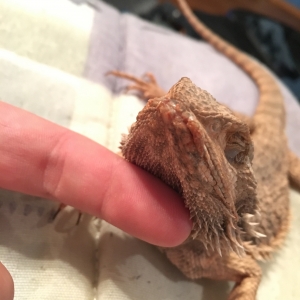 What's wrong with my beardie??