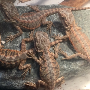 Beardies