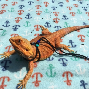 Charizard Outside