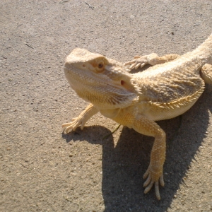 What kind of beardie is he?