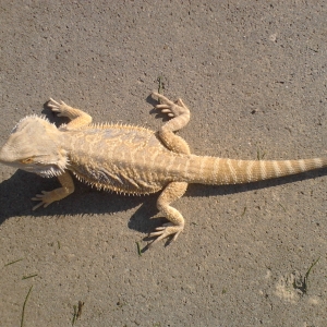 What kind of beardie is he?