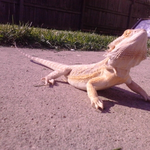 What kind of beardie is he?