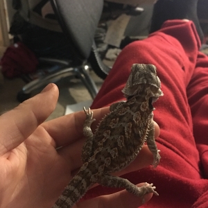 Looking for type of bearded dragon