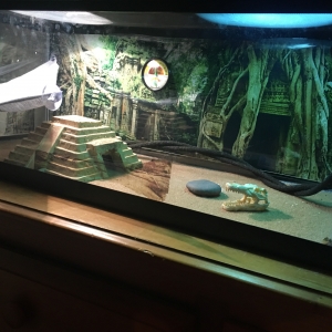 Dragons enclosure