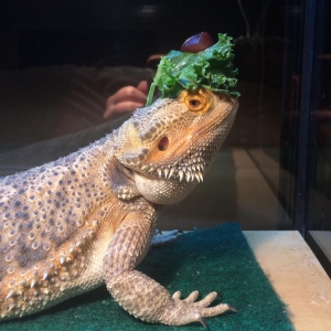 Salad crown of shame