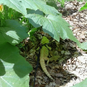 Garden Dragon1