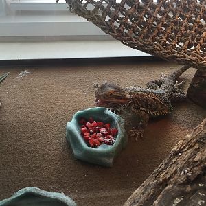Spika eating her berries