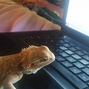 Atlas enjoys being online