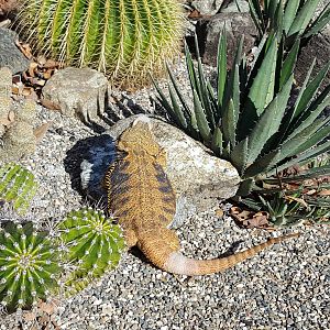 SLM catching some rays in the cactus patch