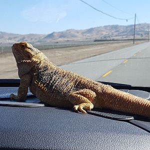 loves the road trips