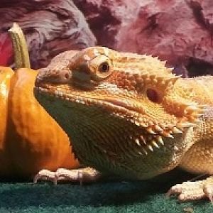 A dragon and his pumpkin