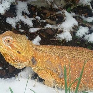 Atlas' first snow day!