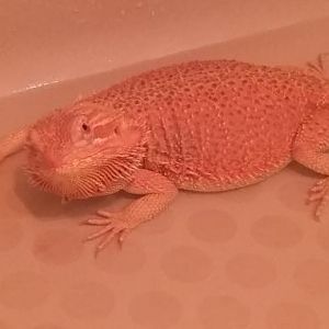 A nice warm bath after some snow time