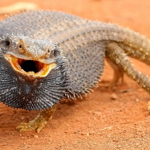 Bearded dragon photo