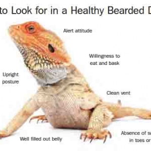 Bearded dragon photo